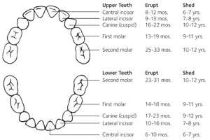 Tooth eruption charts showing when baby teeth come out. 